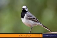 دم جنبانک ابلق
