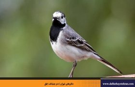 دم جنبانک ابلق