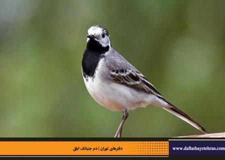 دم جنبانک ابلق