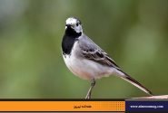 دم جنبانک ابلق