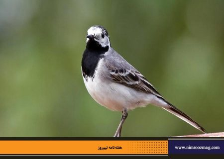 دم جنبانک ابلق