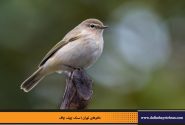 سسک چیف چاف