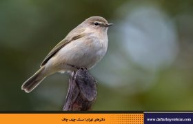 سسک چیف چاف