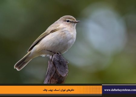 سسک چیف چاف