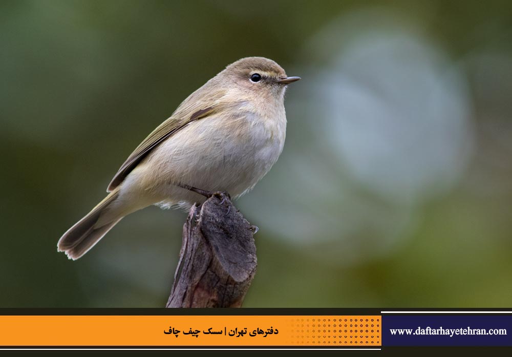 سسک چیف چاف